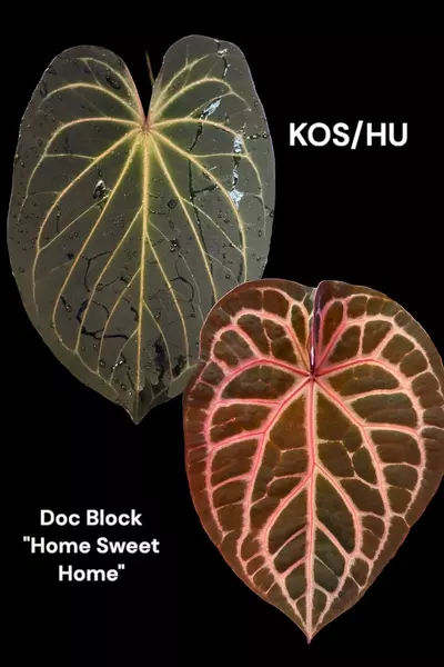 plant/0386. KOS x DB Home Sweet Home-1-thumbnail