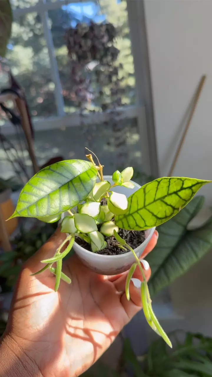 plant/Hoya Heuschkeliana Inner variegated, Hoya Linearis, Hoya Callistophylla-0