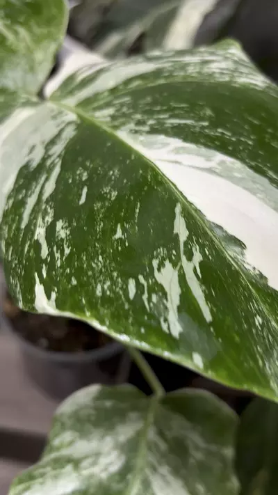 plant/Tiger albo monstera-2-thumbnail