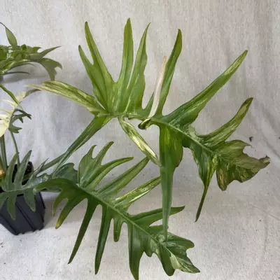 plant/Philodendron Florida Beauty x Tortum - Exact Plant-4-thumbnail