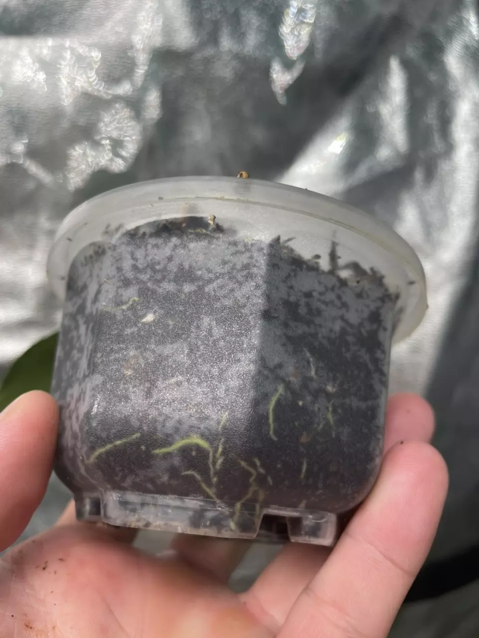 plant/Hoya Chicken Farm (3)-2