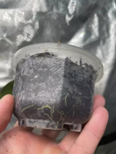 plant/Hoya Chicken Farm (3)-2-thumbnail