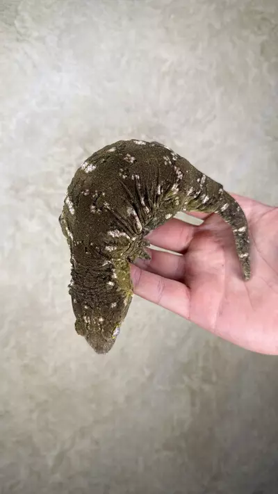 plant/Nu Ana x Nu Ami leachie (female)-3-thumbnail