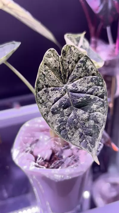 plant/Alocasia Dragon scale marble-0-thumbnail