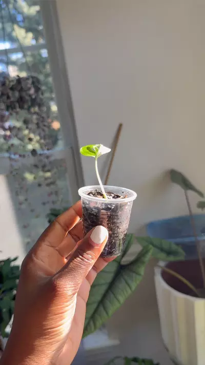 plant/Monstera Adansonii Albo-2-thumbnail