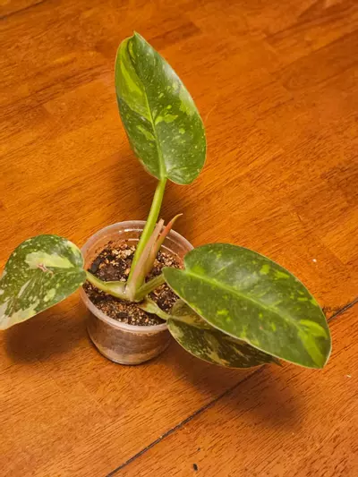 plant/V. Green Congo (Copper Flame)-0-thumbnail