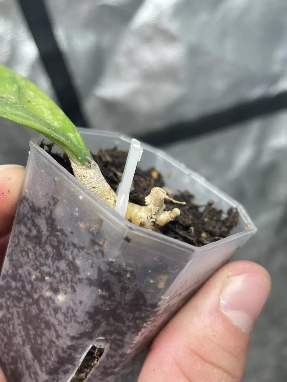 plant/Hoya Chicken Farm (2)-1