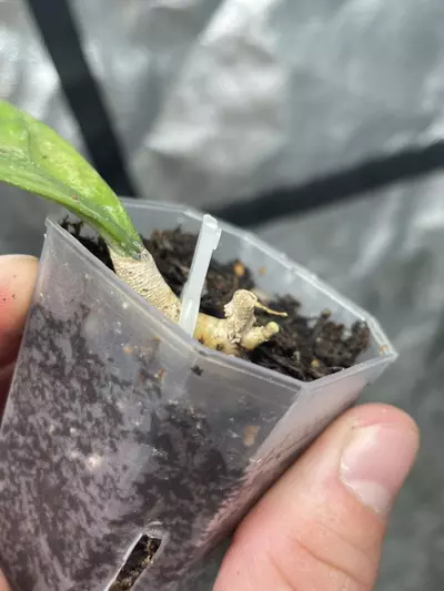 plant/Hoya Chicken Farm (2)-1-thumbnail