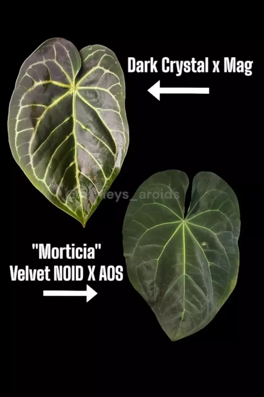 plant/0381. (Dark Crystal x mag) x Morticia-1