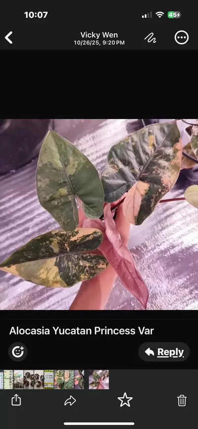 plant/Pink Yucatan Princess variegated tc gc-3-thumbnail