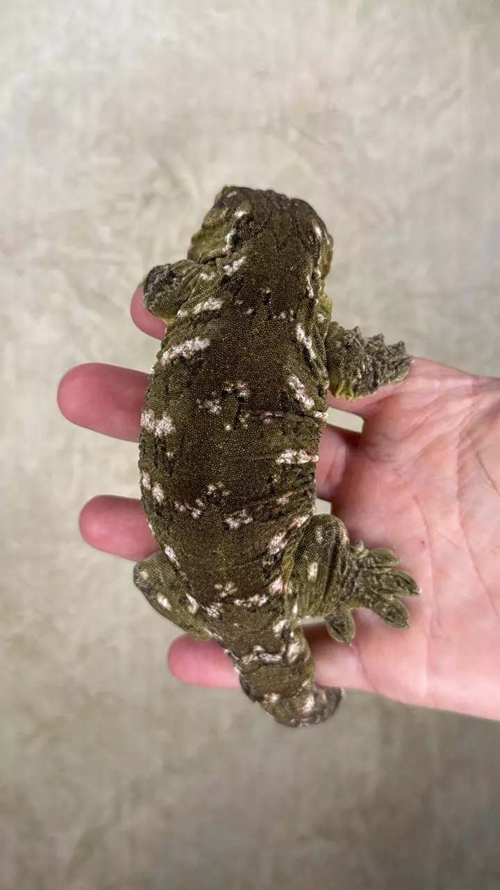 plant/Nu Ana x Nu Ami leachie (female)-1