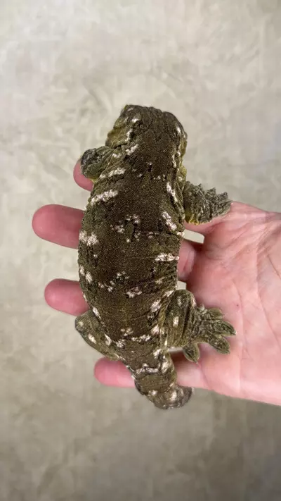 plant/Nu Ana x Nu Ami leachie (female)-1-thumbnail