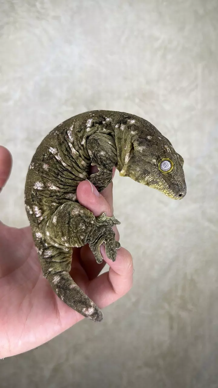 plant/Nu Ana x Nu Ami leachie (female)-0