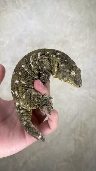 plant/Nu Ana x Nu Ami leachie (female)-0-thumbnail