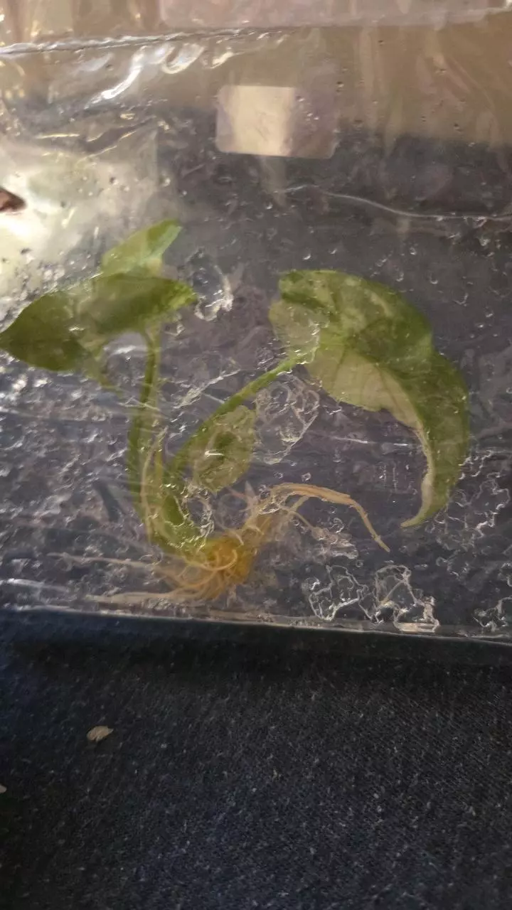 plant/Simpo Albo tissue culture-1