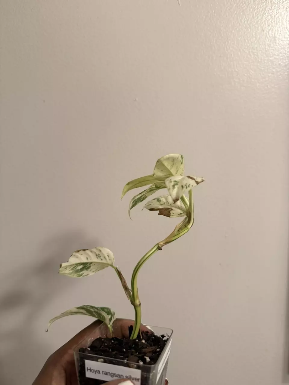 plant/Rhaphidophora Puberula Variegated-3