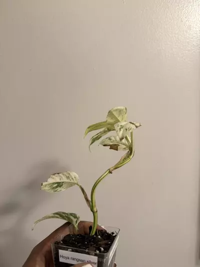 plant/Rhaphidophora Puberula Variegated-3-thumbnail