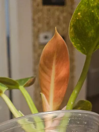 plant/V. Green Congo (Copper Flame)-1-thumbnail