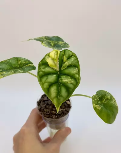 plant/AUREA DRAGON SCALE ALOCASIA - EXACT - F1-0-thumbnail