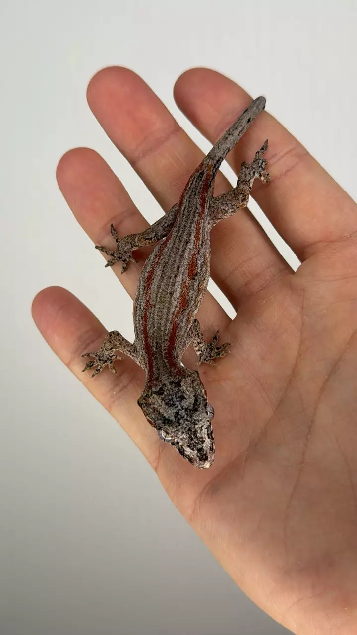 plant/Red striped gargoyle (male)-3