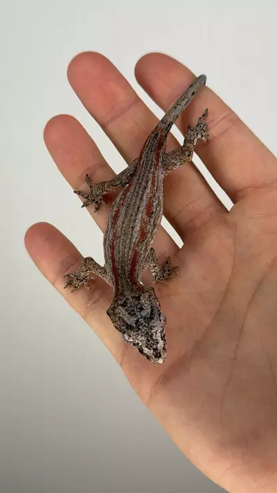 plant/Red striped gargoyle (male)-3-thumbnail