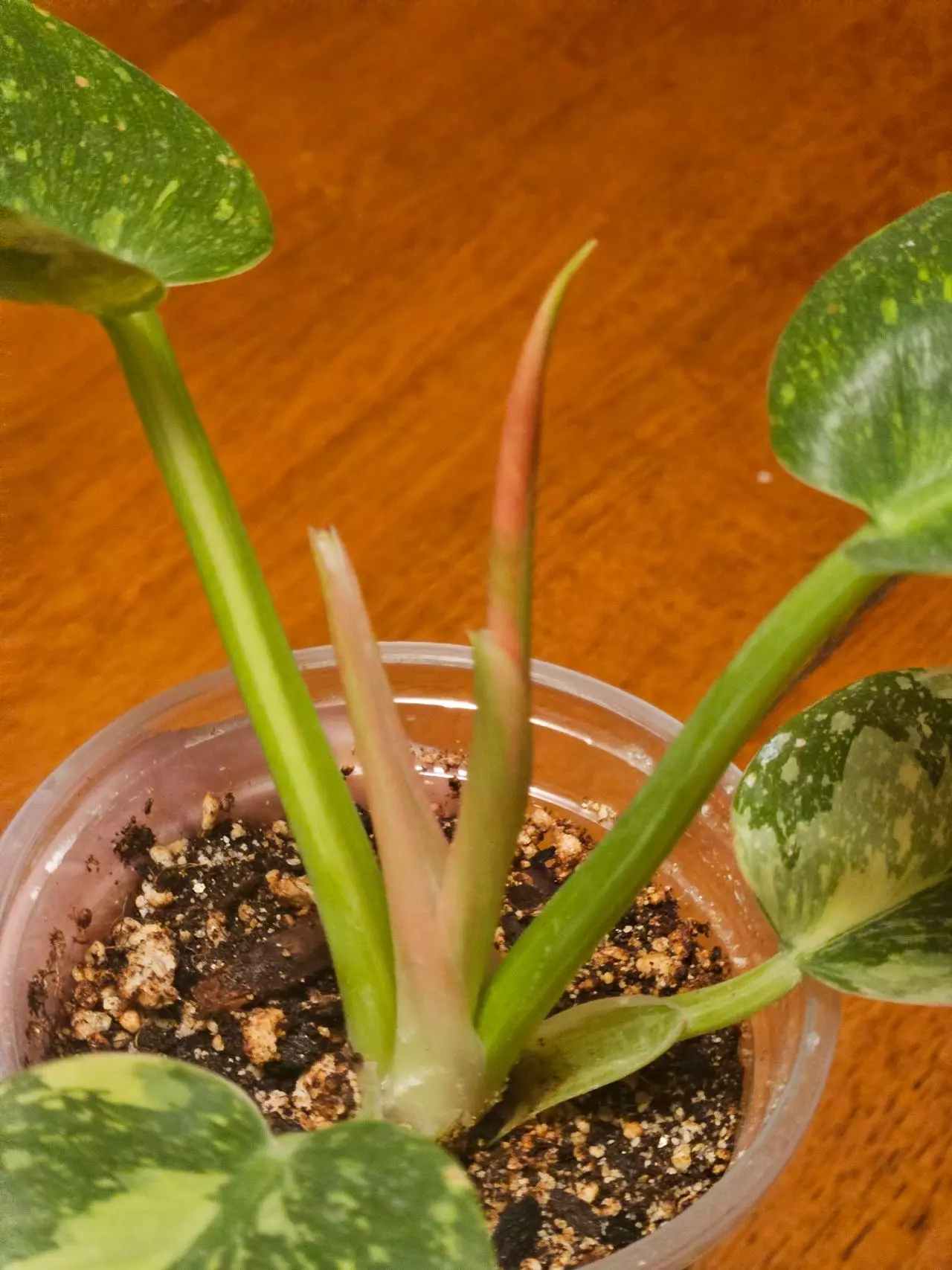 plant/V. Green Congo (Copper Flame)-1