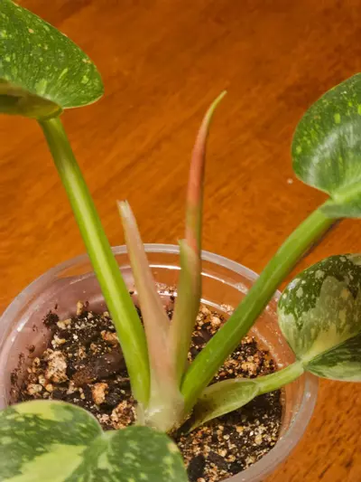 plant/V. Green Congo (Copper Flame)-1-thumbnail