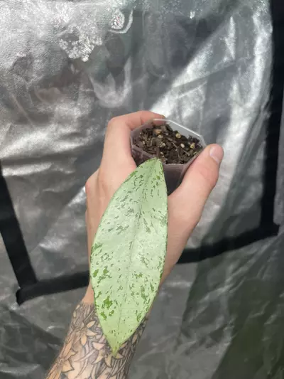 plant/Hoya Pubicalyx Pink Silver Ghost (2)-0-thumbnail