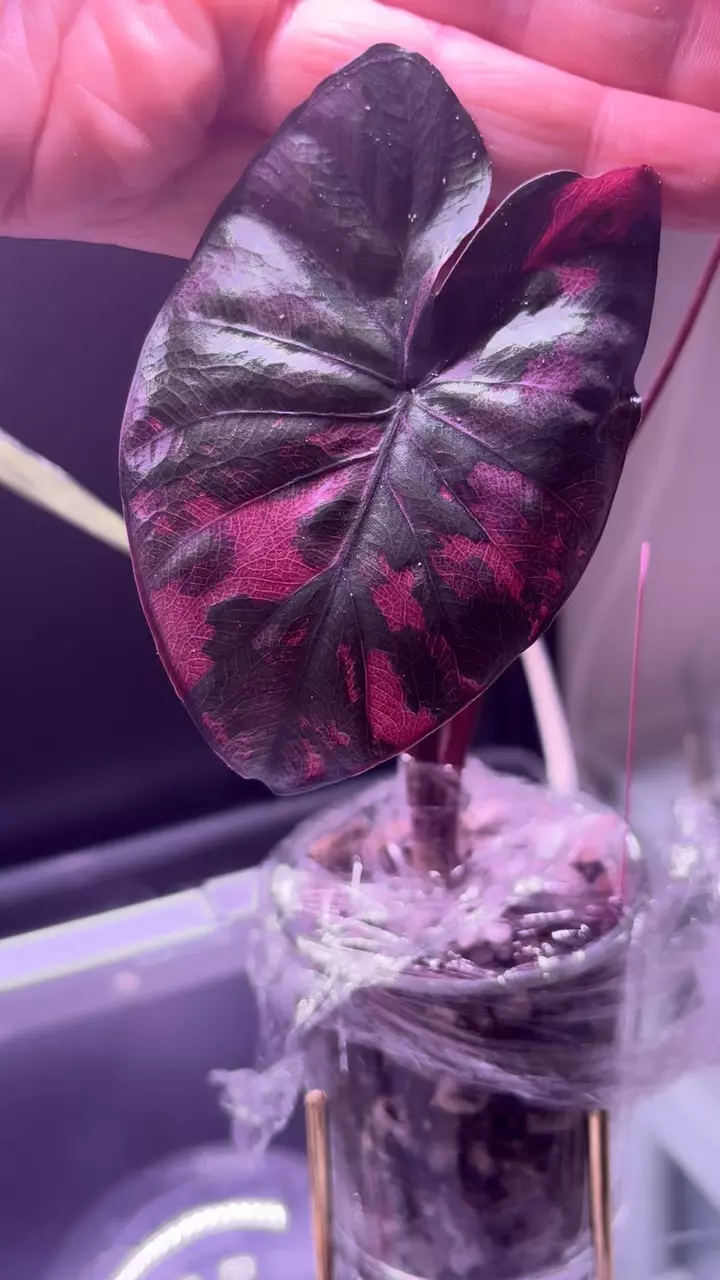 plant/Variegated Alocasia Serendipity CORM-0