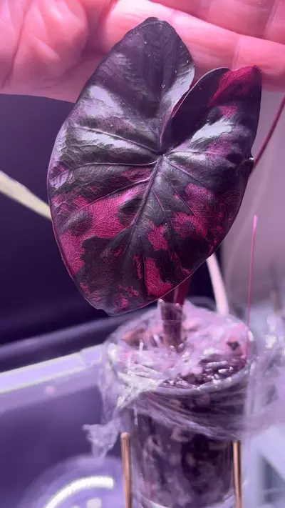 plant/Variegated Alocasia Serendipity CORM-0-thumbnail