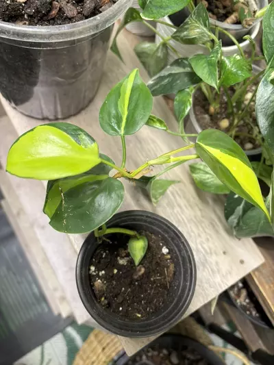 plant/Heart Leaf Philodendrons-1-thumbnail