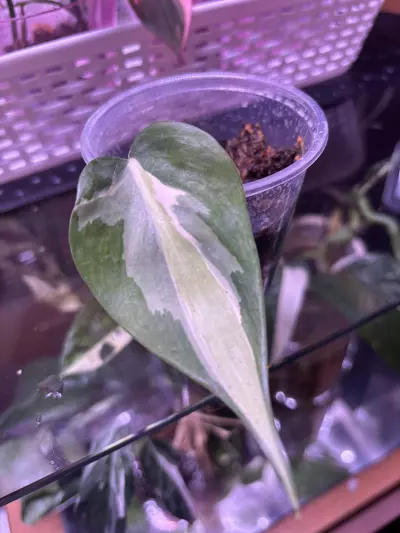 plant/Philodendron hederaceum 'Silver Stripe”-0-thumbnail