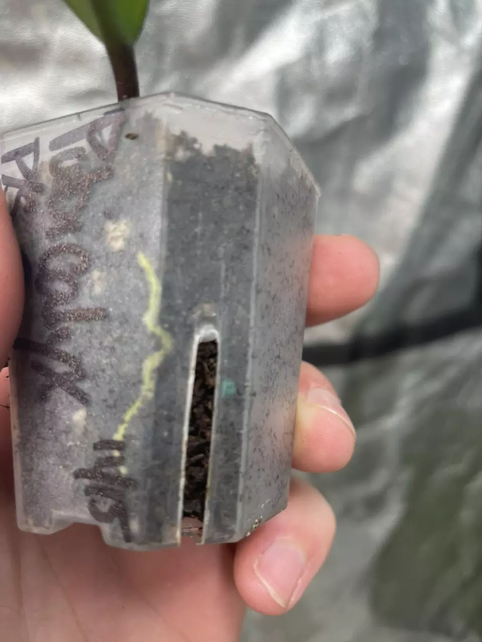 plant/Hoya Pubicalyx Pink Silver Ghost (2)-2