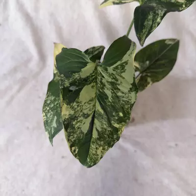 plant/Syngonium Aurea - Grower’s Choice-1-thumbnail