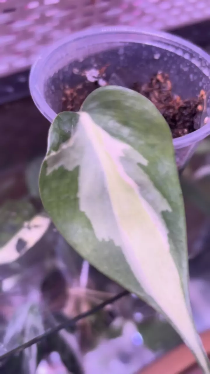 plant/Philodendron hederaceum 'Silver Stripe”-1