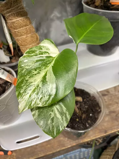 plant/Monstera albo-0-thumbnail