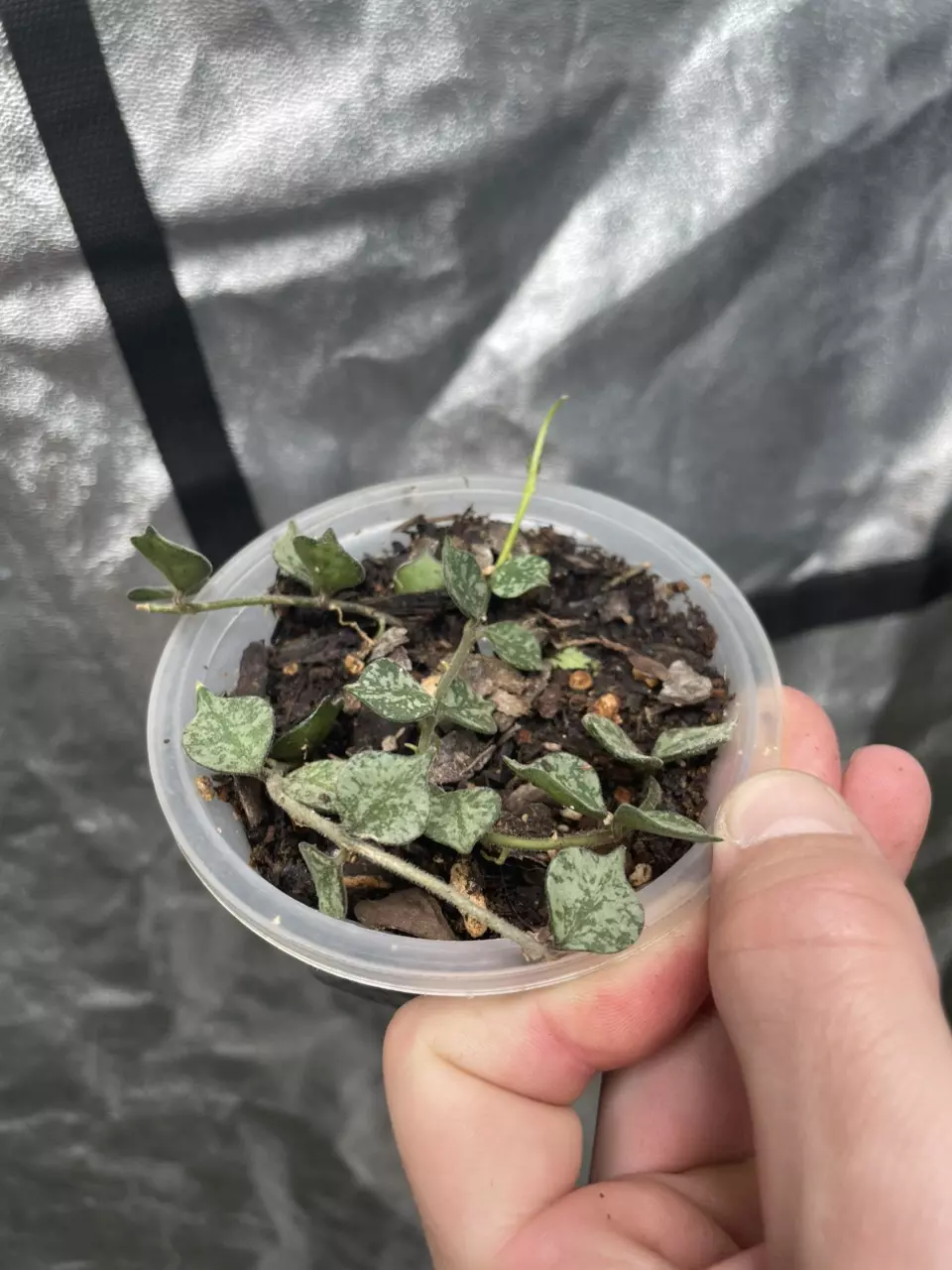 plant/Hoya Curtsii (1)-1