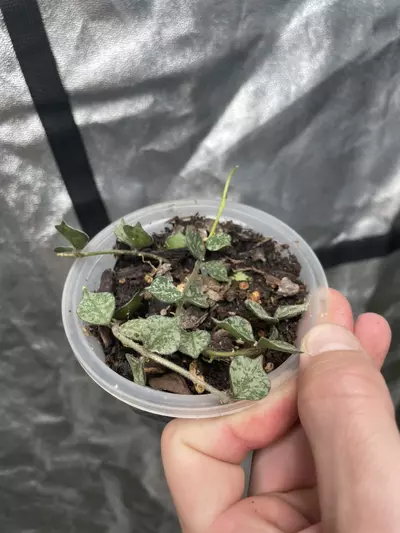 plant/Hoya Curtsii (1)-1-thumbnail