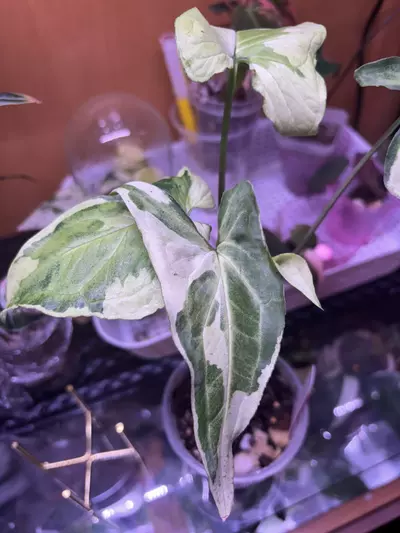 plant/Three of kings syngonium-0-thumbnail