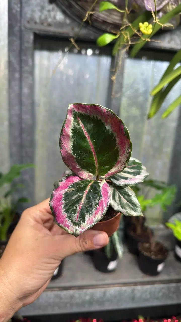 plant/Calathea Black Rose 2”-0