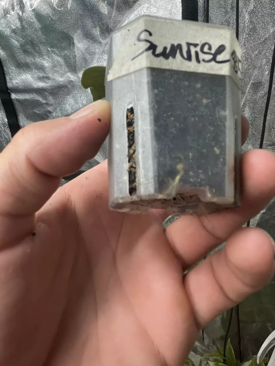 plant/Hoya Sunrise (2)-2