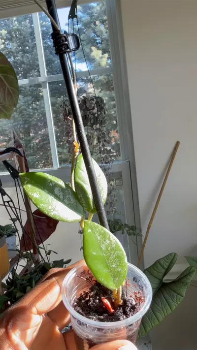 plant/Hoya Wilbur Graves-1-thumbnail