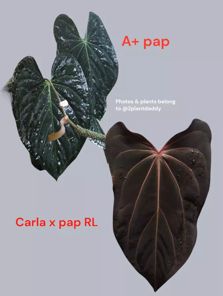 plant/0380. A+ pap x (carla x pap RL "CaRL")-1