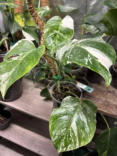 plant/Tiger albo monstera-1-thumbnail