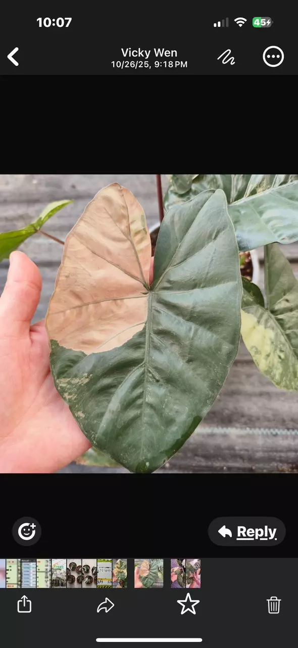 plant/Pink Yucatan Princess variegated tc gc-0