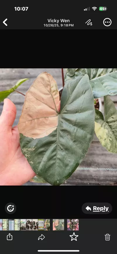 plant/Pink Yucatan Princess variegated tc gc-0-thumbnail