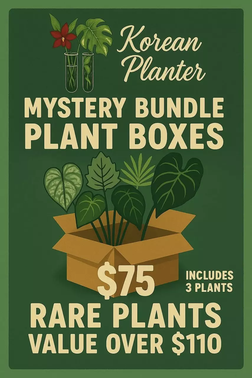 plant/$75 Mystery Boxes-0