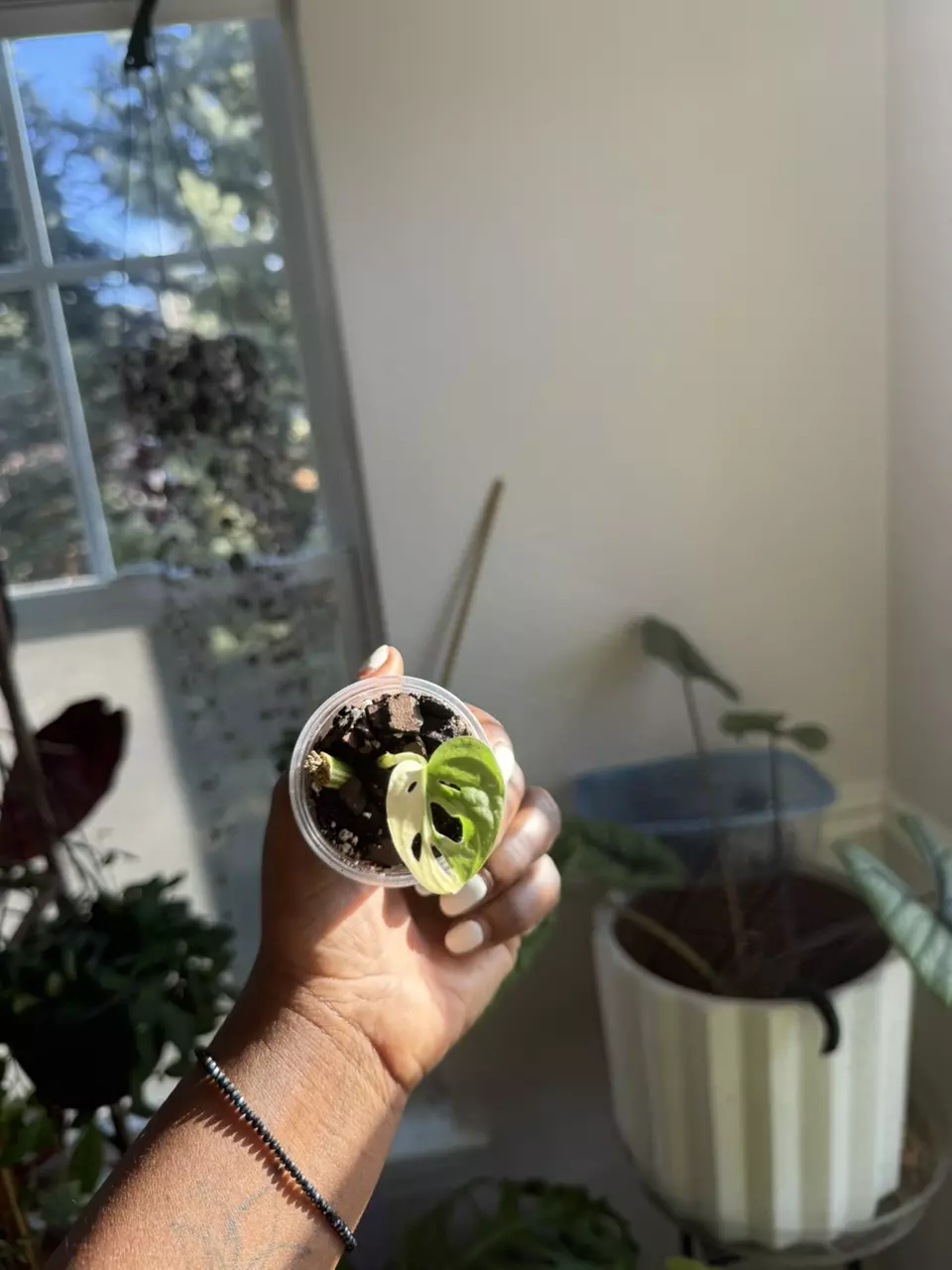 plant/Monstera Adansonii Albo-0