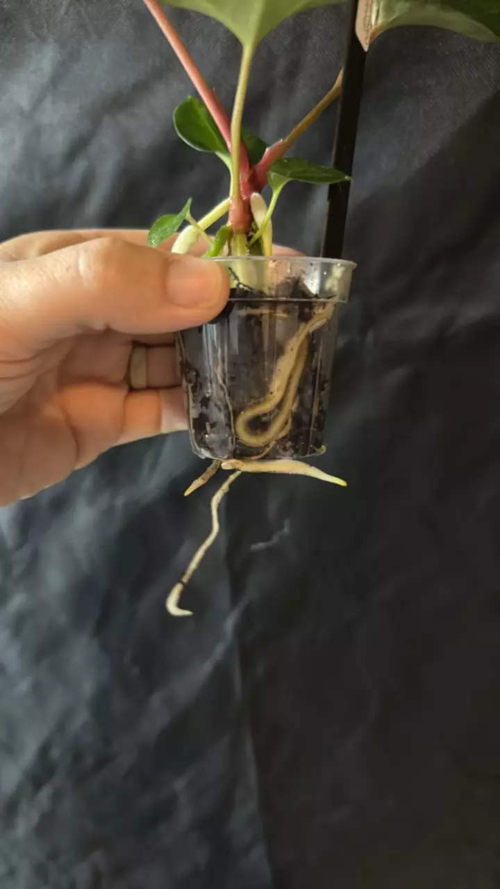 plant/0384. (Blue pap x Fort Sherman) x (Marshellini x Dadbod)-1