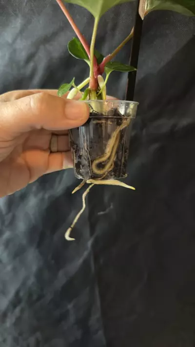 plant/0384. (Blue pap x Fort Sherman) x (Marshellini x Dadbod)-1-thumbnail